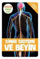 Sinir Sistemi ve Beyin