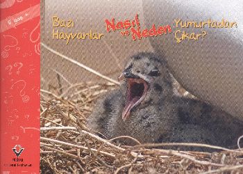 Bazı Hayvanlar Nasıl ve Neden Yumurtadan Çıkar 6 Yaş