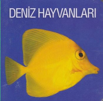 Deniz Hayvanları Kolektif