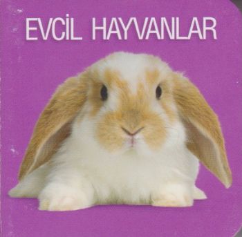 Evcil Hayvanlar